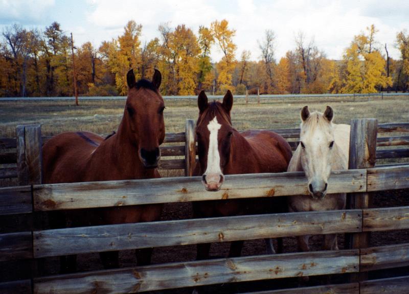 My Horses